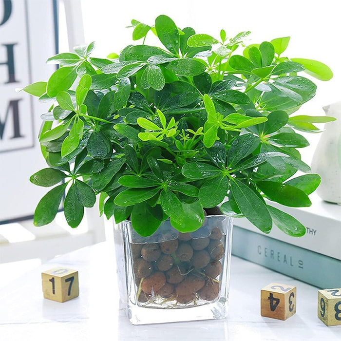 AeroClay - Plant Expanded Clay Pebbles