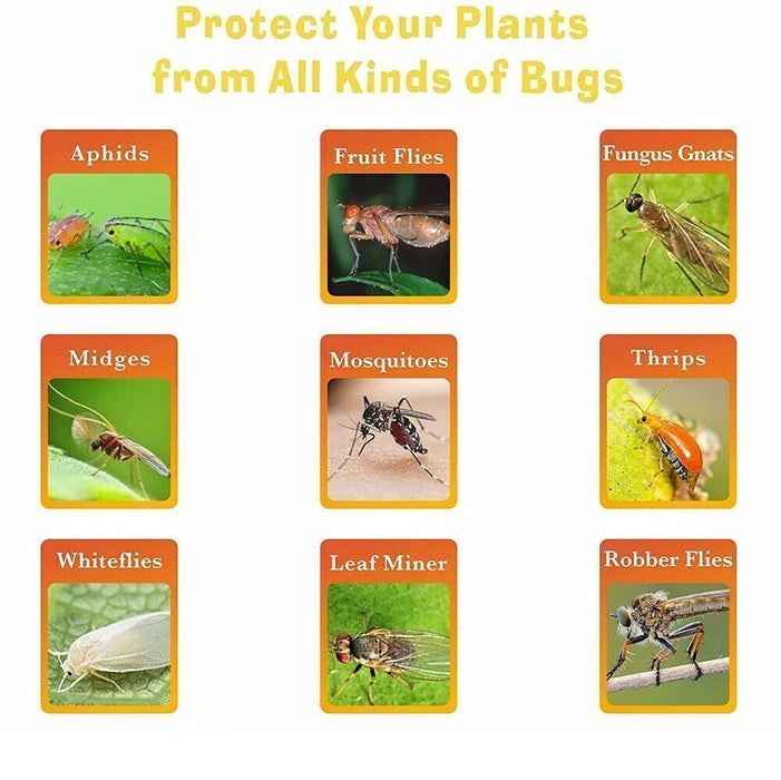 PlantGuard - Sticky Fruit Fly Traps