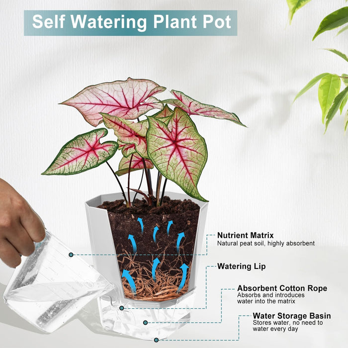 BloomDock - Self Watering Planter Pots