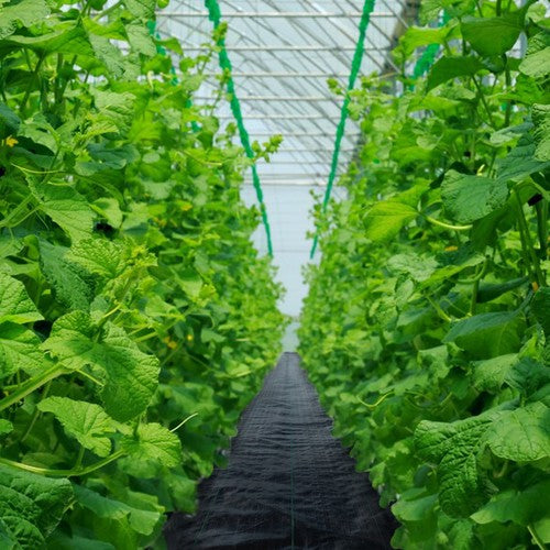 RootLock - Woven Weed Barrier