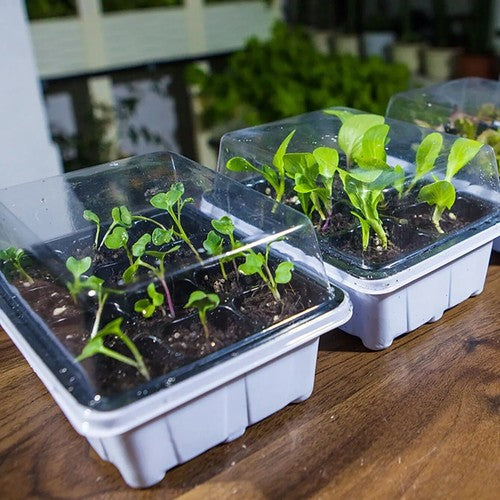 GrowLid - Greenhouse Seedling Tray