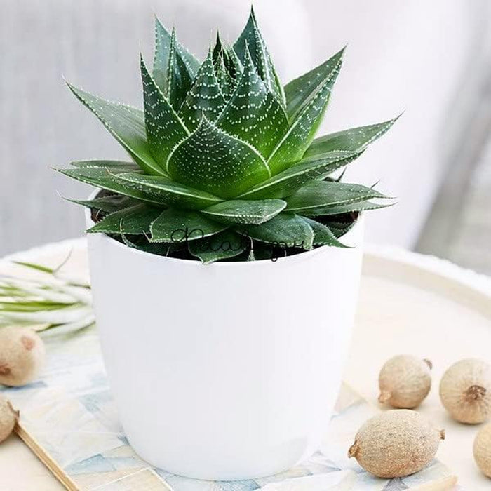 RootWell - Houseplant Potting Mix