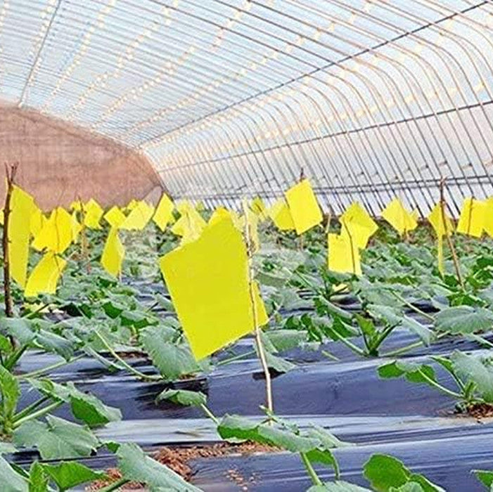 GnatAway - Dual Yellow Sticky Traps