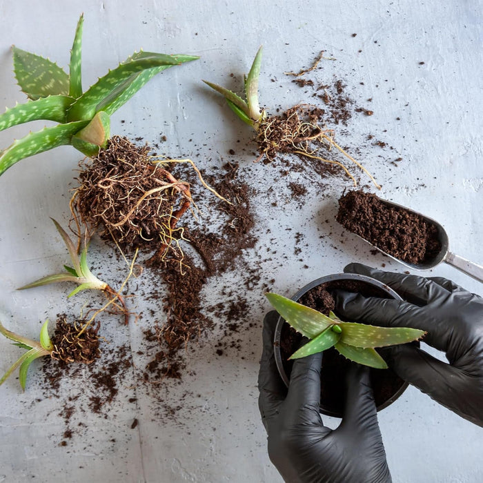 VeraGrow - Aloe Vera Potting Soil Mix