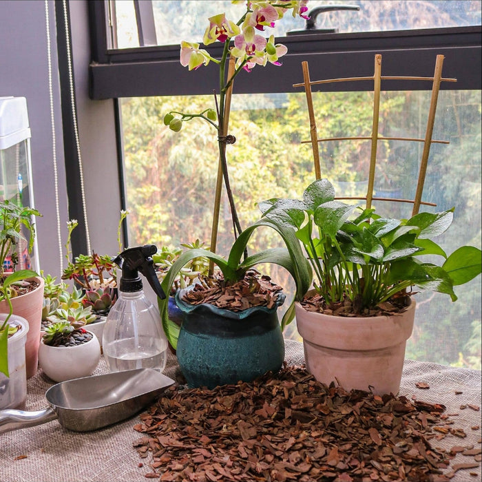 RootFlow – Natural Orchid Potting Medium