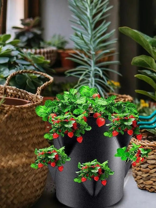 BerryBloom - Outdoor Strawberry Planters
