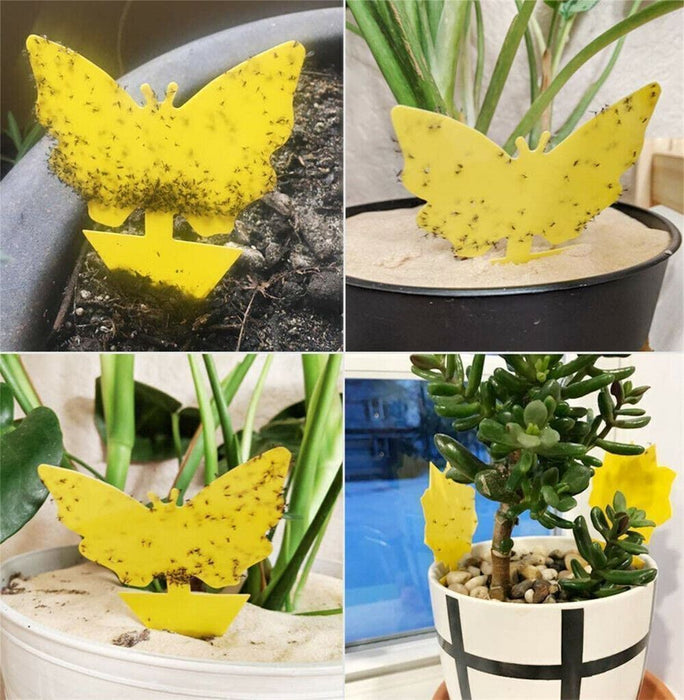PlantGuard - Sticky Fruit Fly Traps