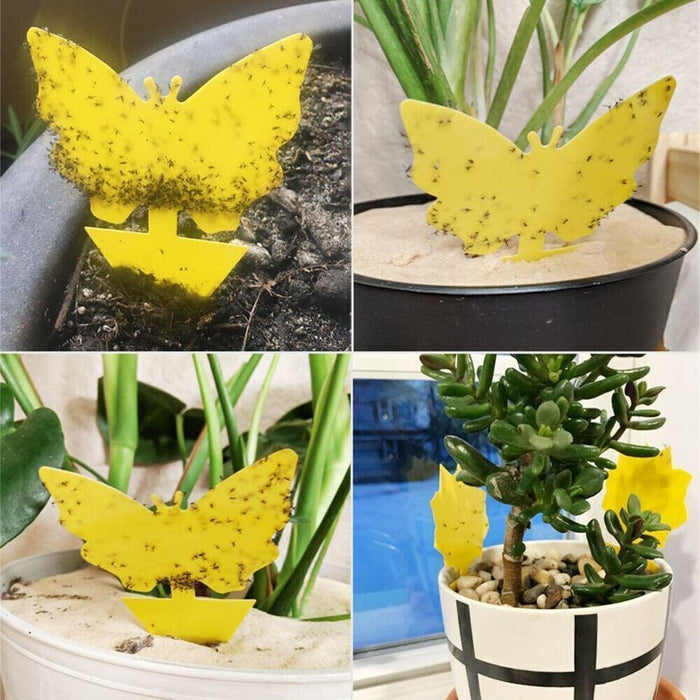 PlantGuard - Sticky Fruit Fly Traps