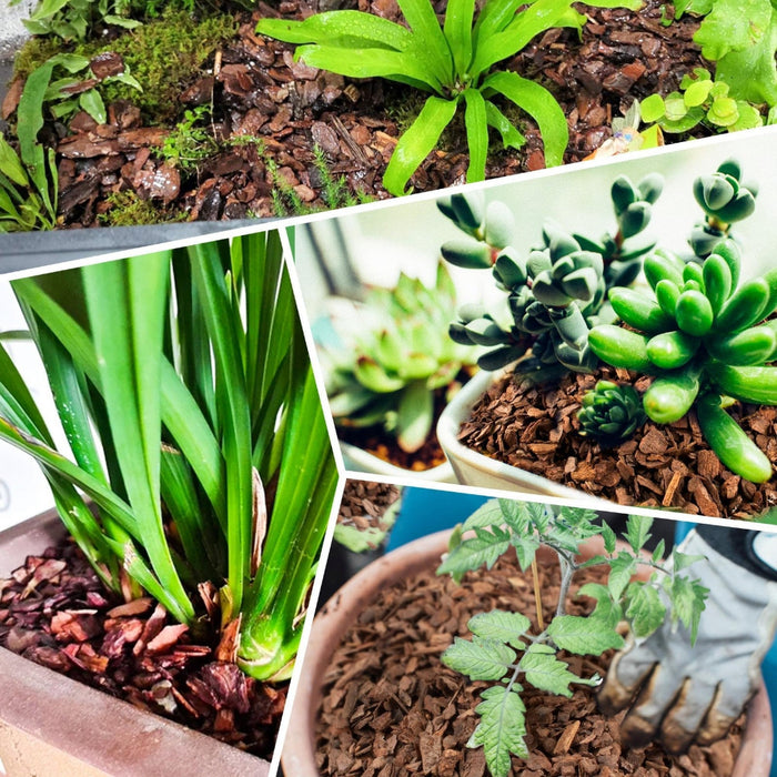 RootFlow – Natural Orchid Potting Medium