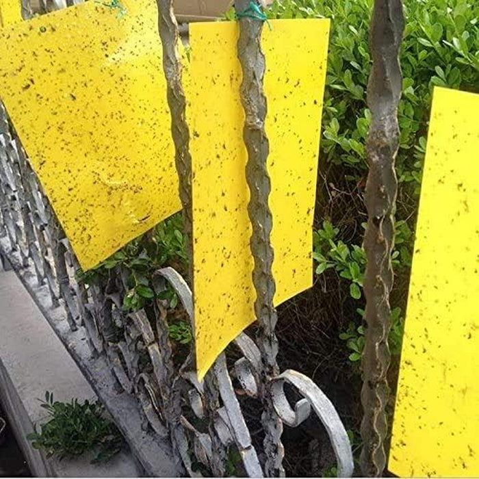 GnatAway - Dual Yellow Sticky Traps
