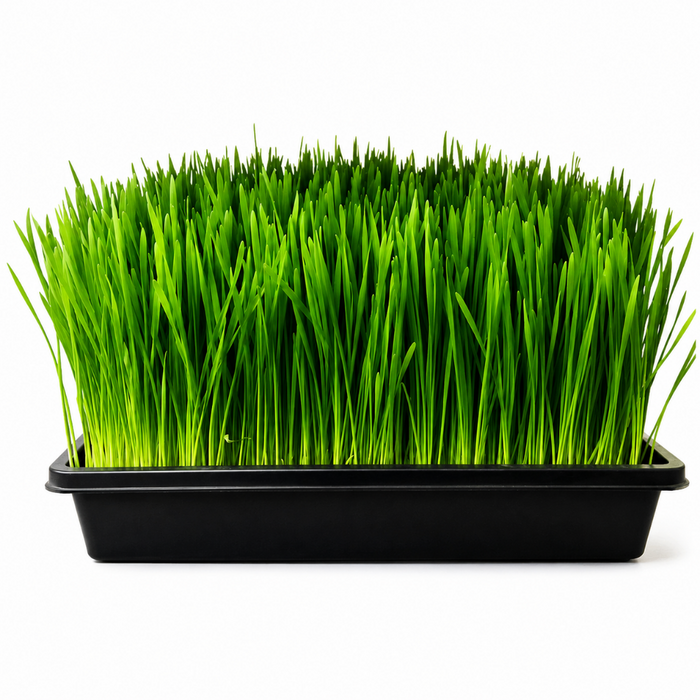 CloneRise - Wheatgrass Vented Humidity Dome Kit
