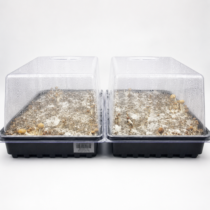CloneRise - Wheatgrass Vented Humidity Dome Kit