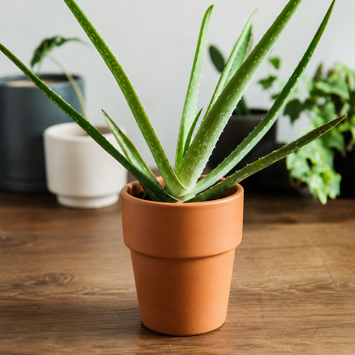 1Qt Houseplant Potting Mix