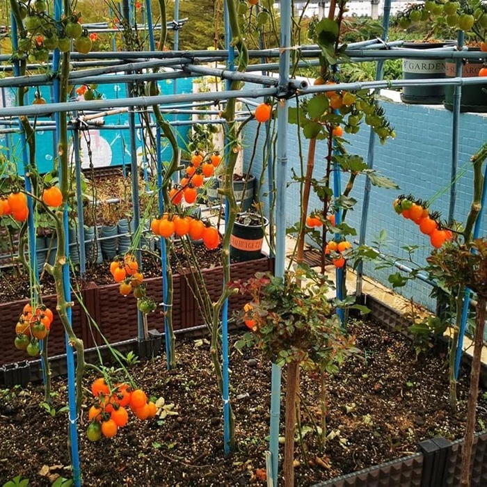 PlantLift - Horticultural Grade Soil Additive