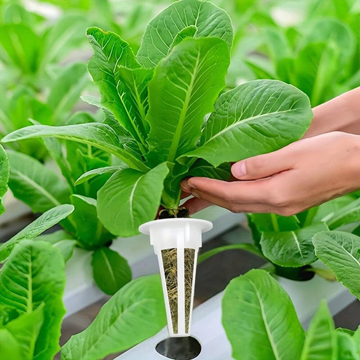 SeedWave - Hydroponic Garden Seed Pods