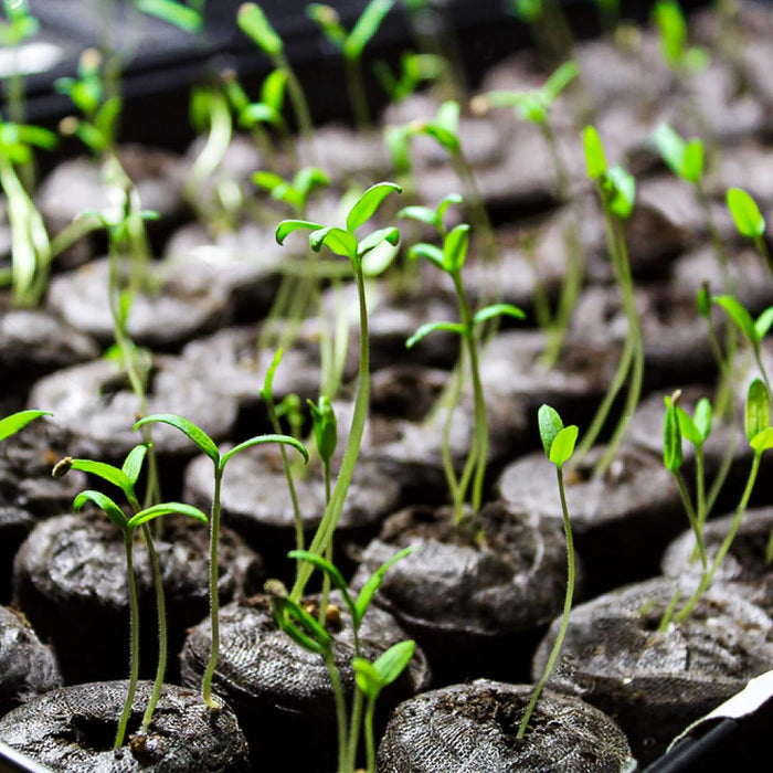 TerraPop - Seed Starter Pellets