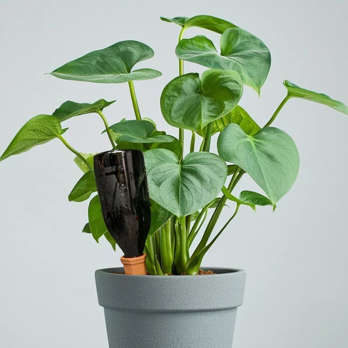 Hydrovine - Natural Self-Watering Spikes