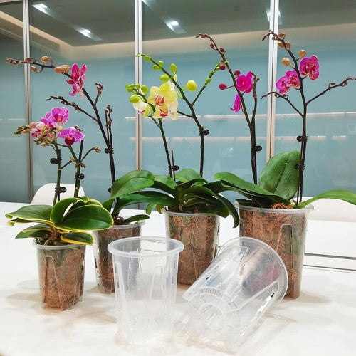 GrowGlass - Clear Nursery Pots with Drainage and Saucers