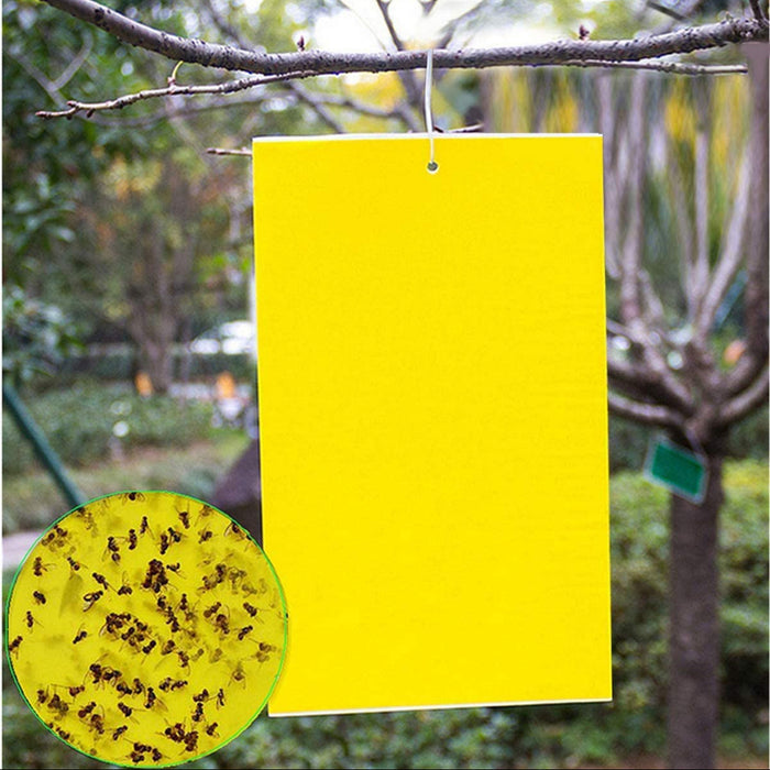 GnatAway - Dual Yellow Sticky Traps
