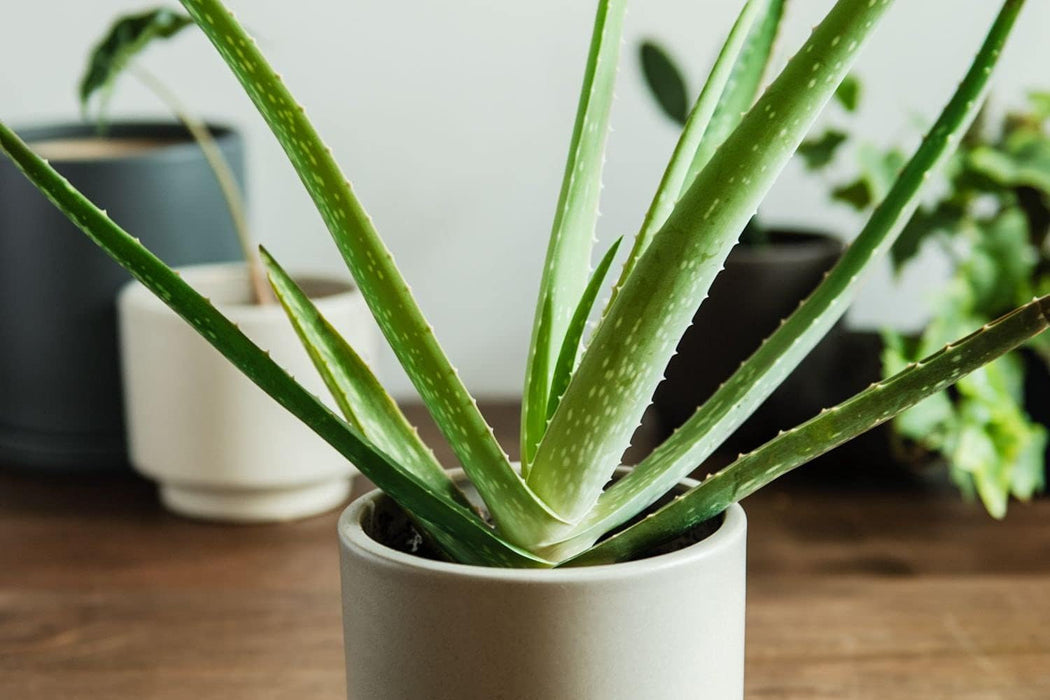 RootWell - Houseplant Potting Mix