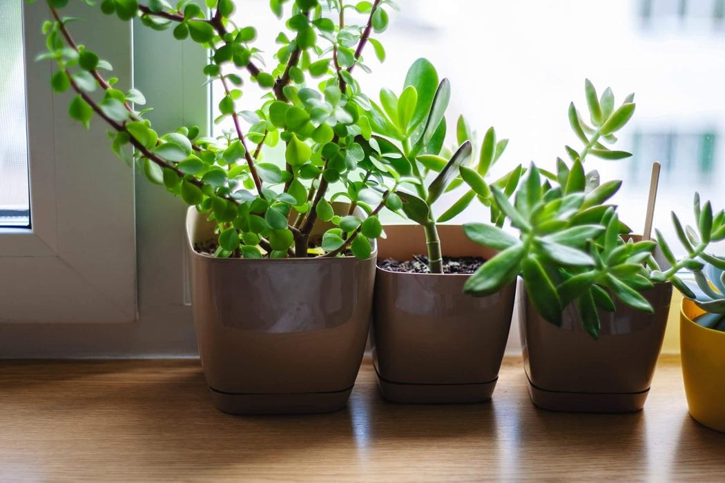 RootWell - Houseplant Potting Mix