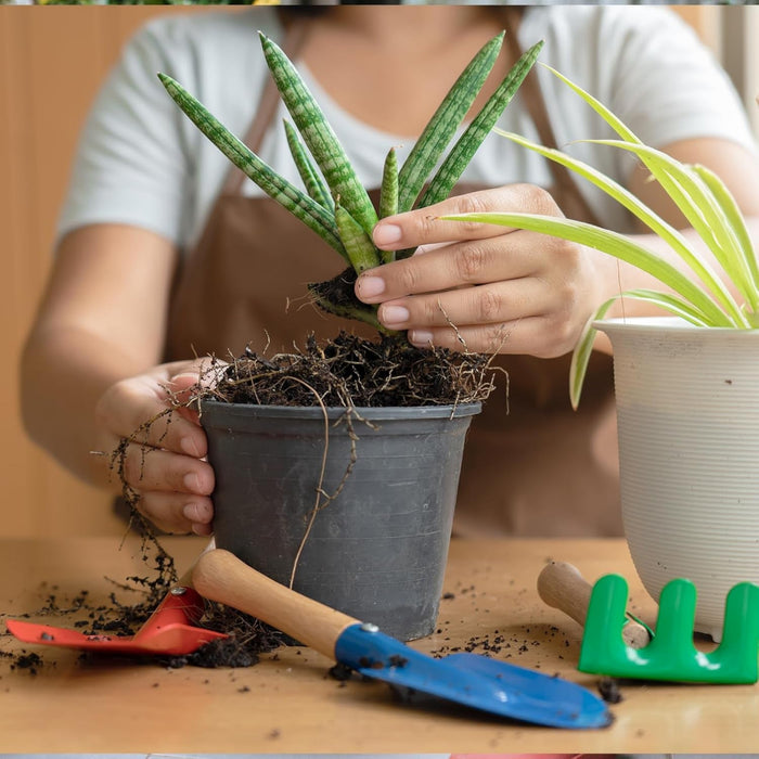 VeraGrow - Aloe Vera Potting Soil Mix