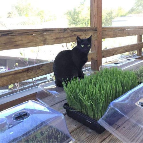 CloneRise - Wheatgrass Vented Humidity Dome Kit