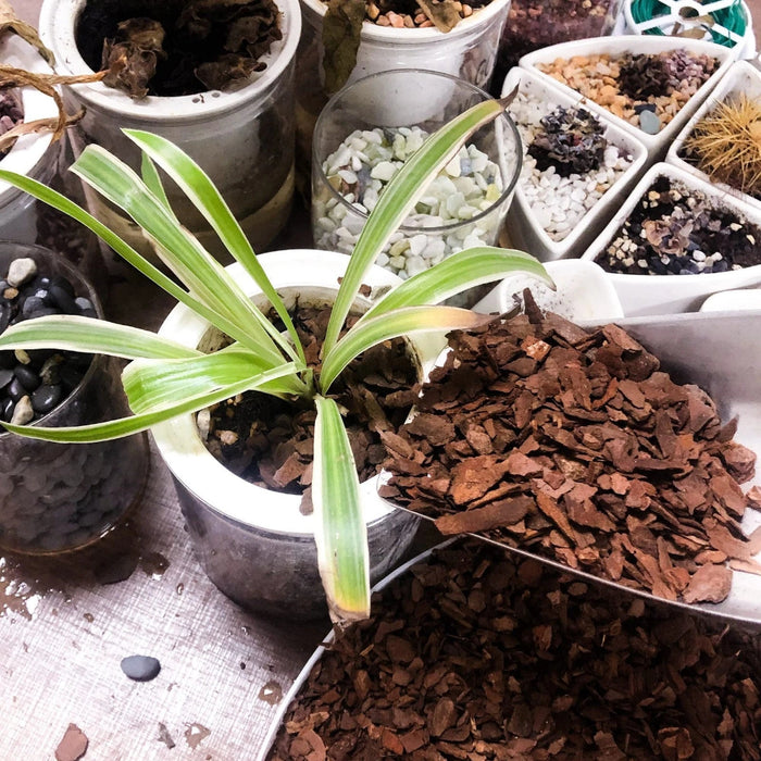 OrchidRoot - Natural Pine Bark Potting Mix