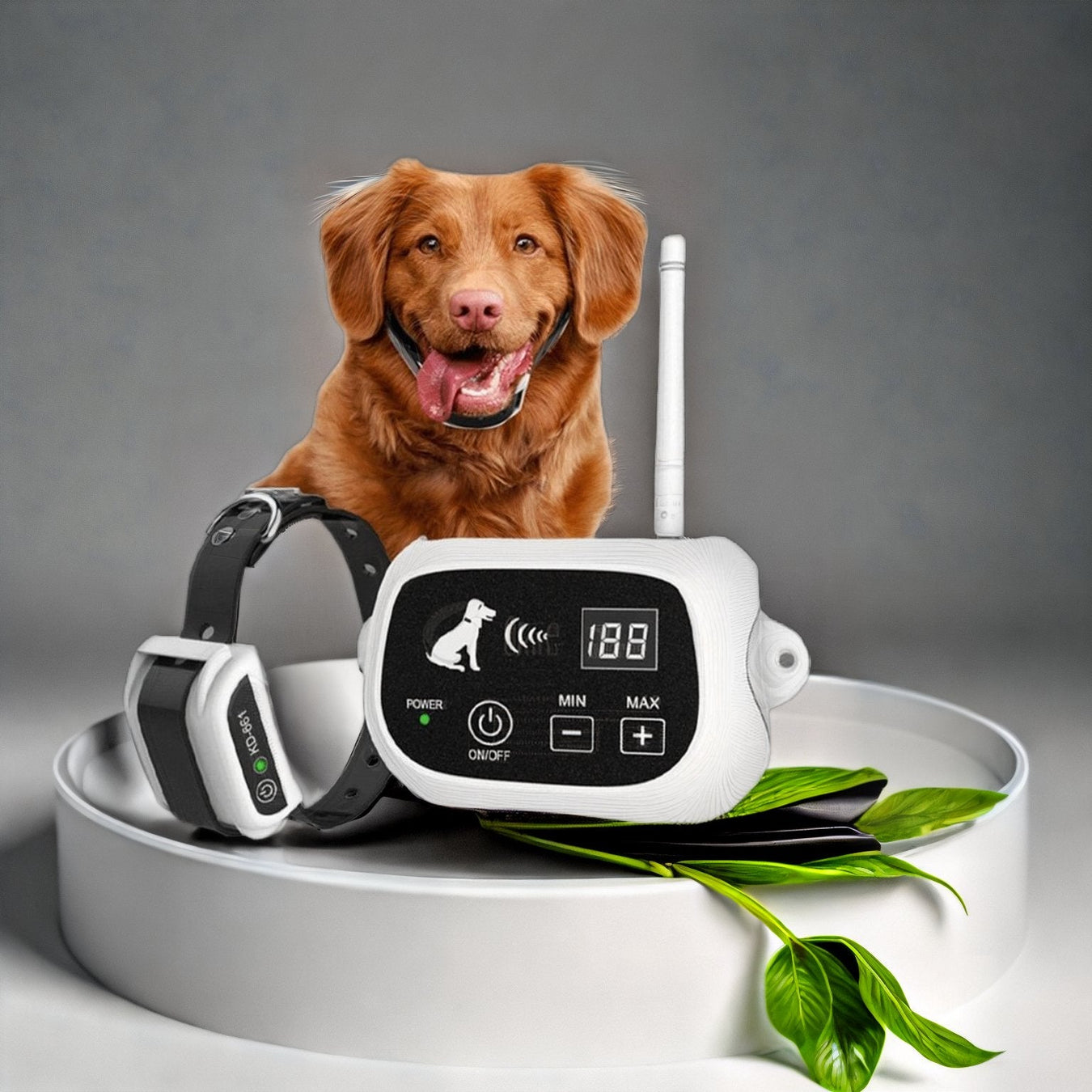 Dog Supplies